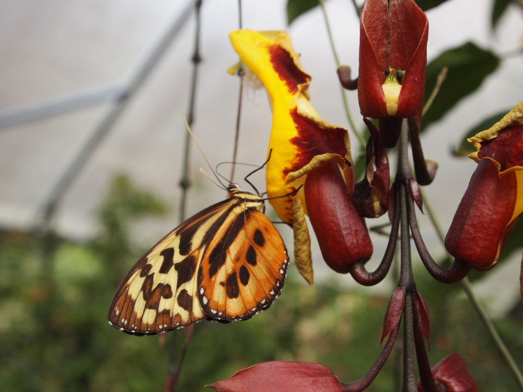 Flower feeding butterfly